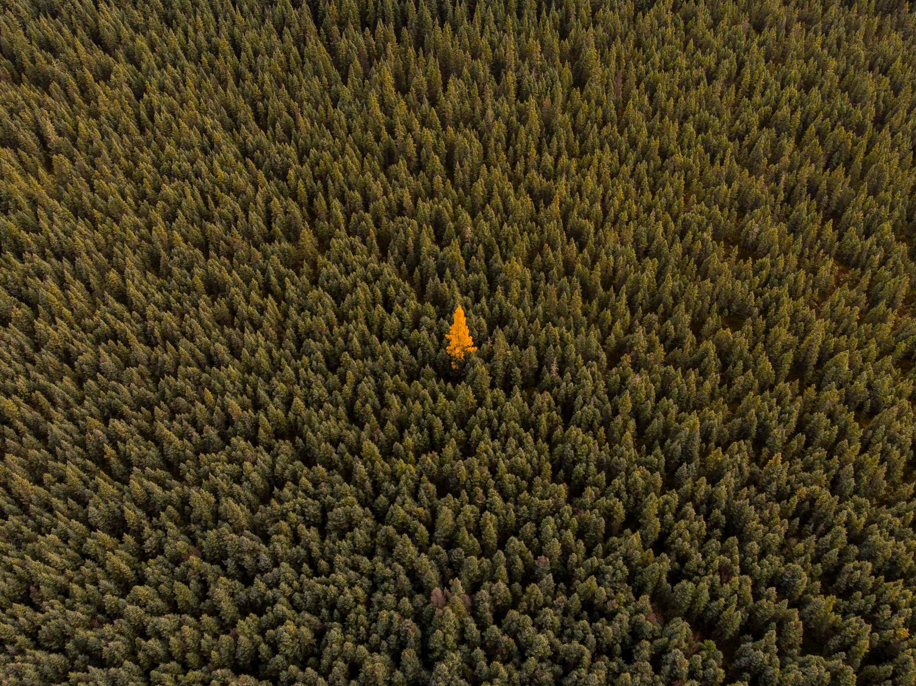 Tamarack